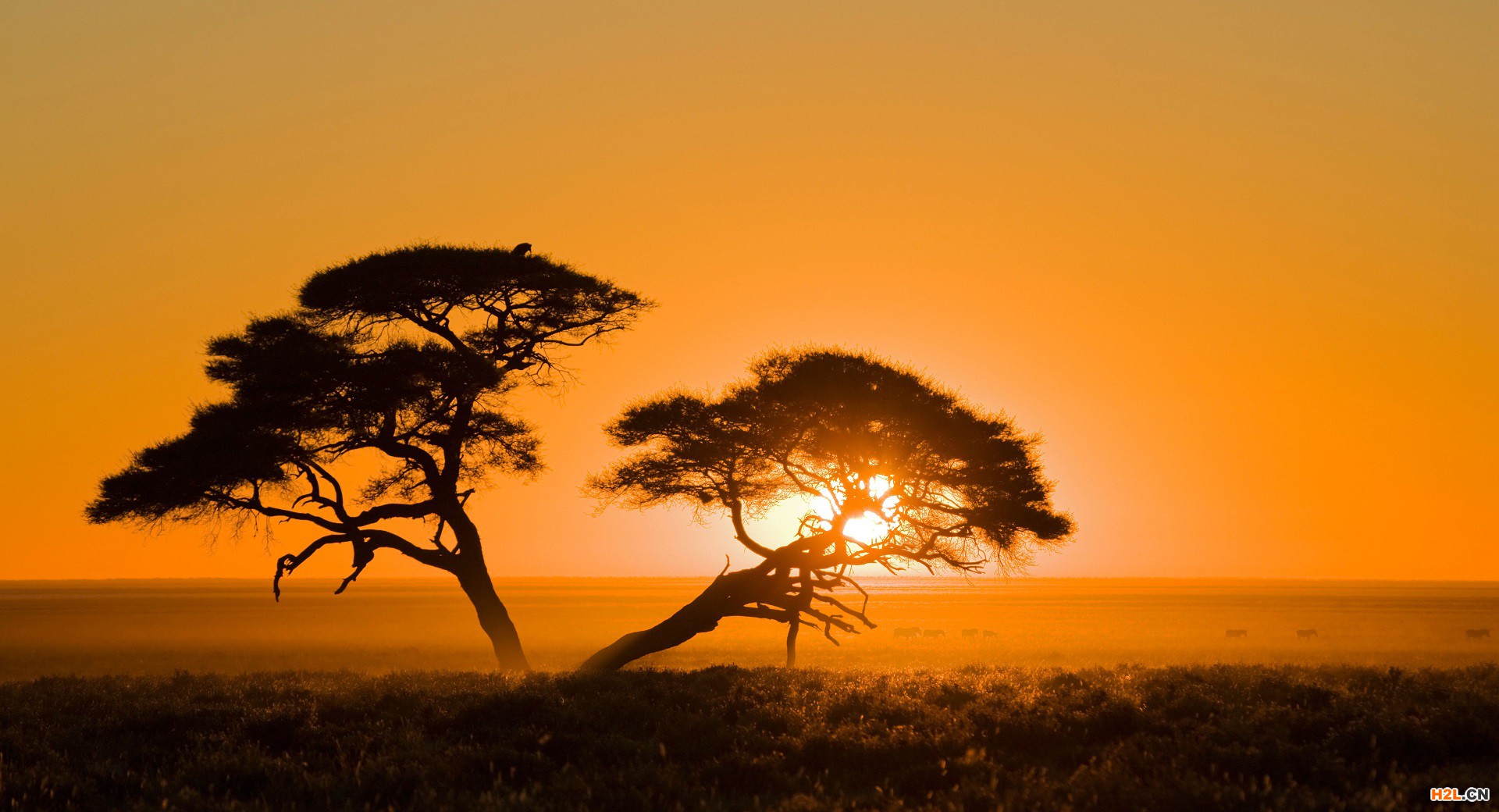 非洲地區(qū)工業(yè)產(chǎn)權組織