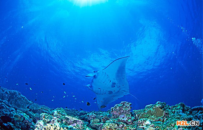 日本商標(biāo)注冊