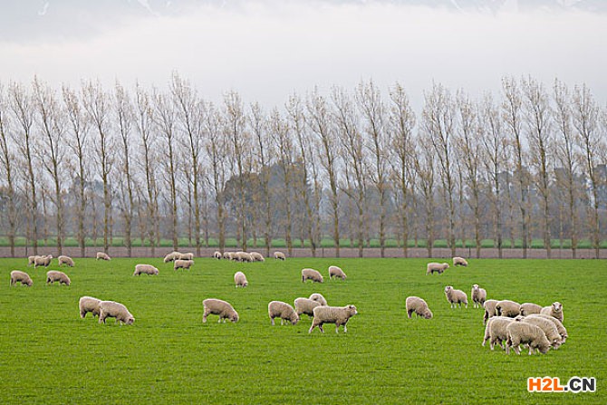 新西蘭專利申請流程