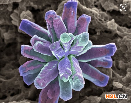 深圳菌株發(fā)明專(zhuān)利如何申請(qǐng)？