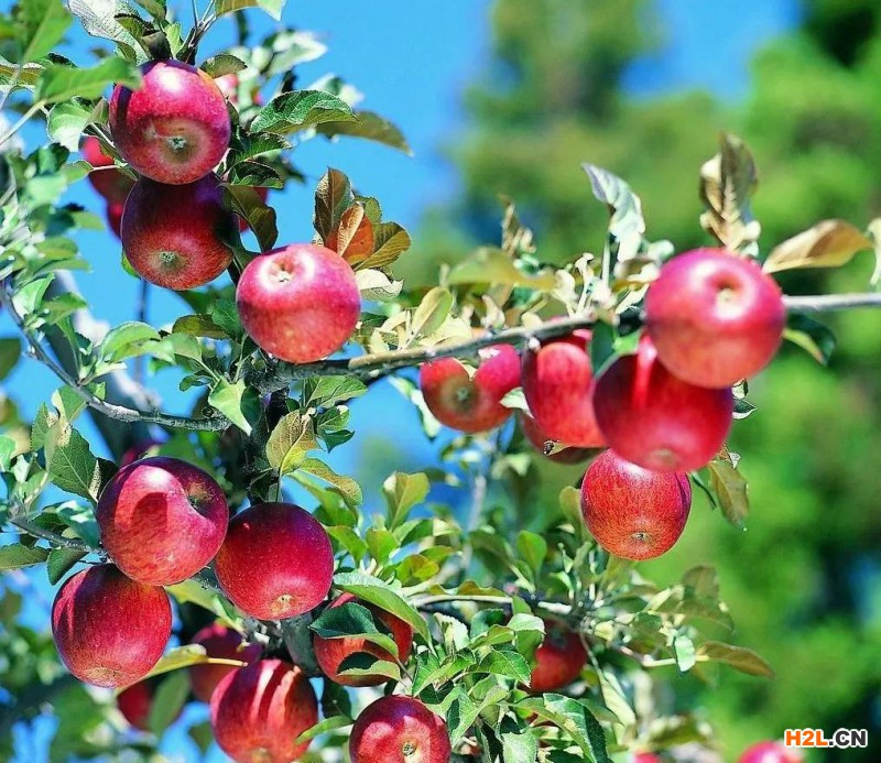 三年增長300% 認證工作助力河北食品農(nóng)產(chǎn)品產(chǎn)業(yè)高質量發(fā)展