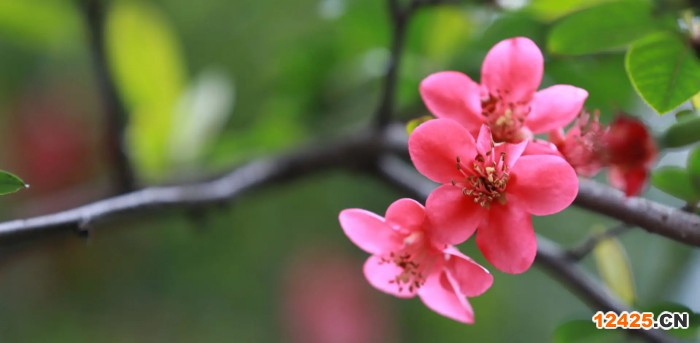 iso再認(rèn)證是什么價格