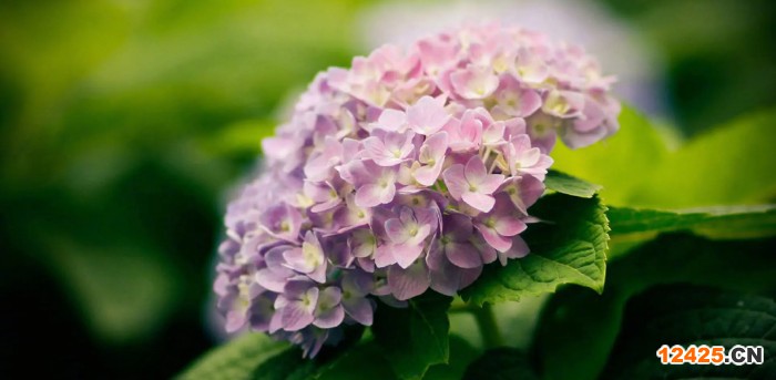 iso認(rèn)證是什么流程