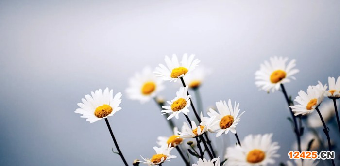 iso認(rèn)證算什么費(fèi)用