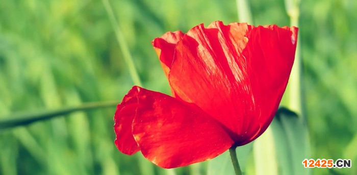 iso資質(zhì)代表什么意思